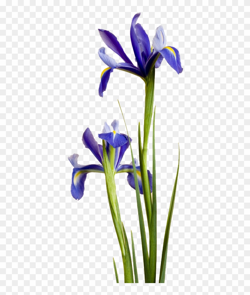 Irises Purple Blue Flower Ipomoea Nil - Irises Purple Blue Flower Ipomoea Nil #331808