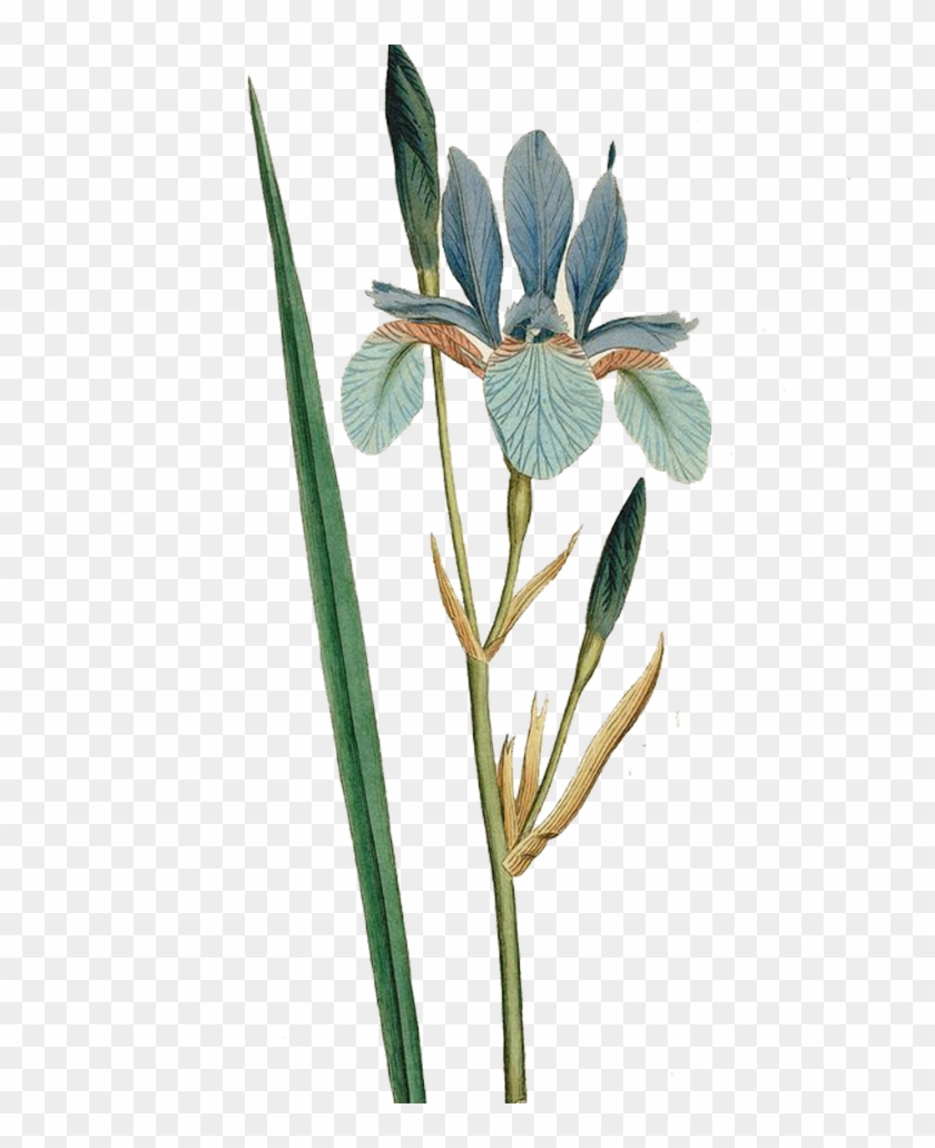 Iris Sibirica Flower Botanical Illustration Curtiss - Iris Sibirica #331818