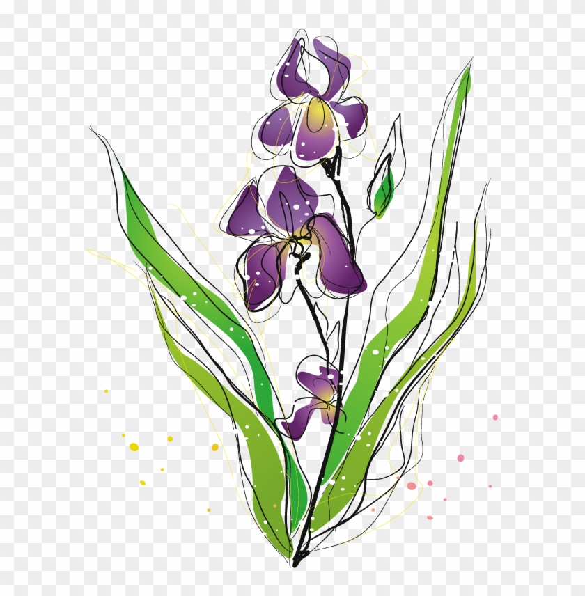 Purple Irises Moth Orchids Plant - Purple Irises Moth Orchids Plant #331856