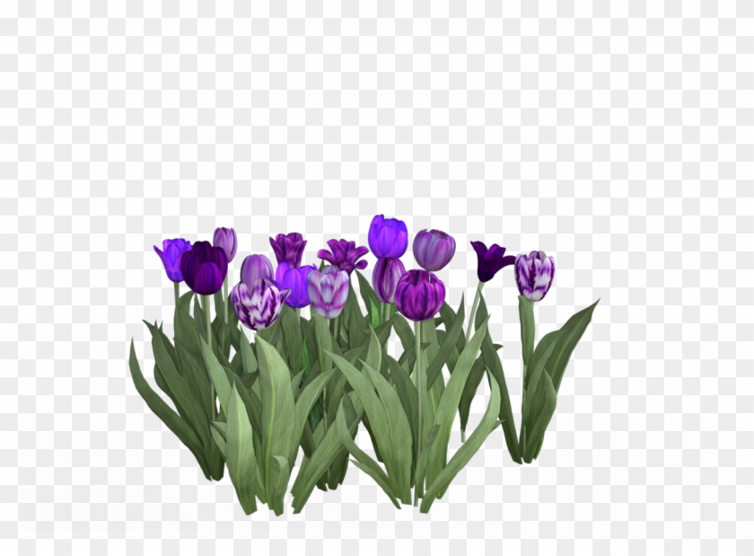 Purple Iray - Lady Tulip #331862