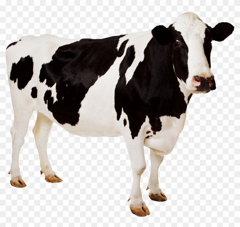 Holstein Dairy Cow Clipart - Farm Animals: Photographic [book] #332042