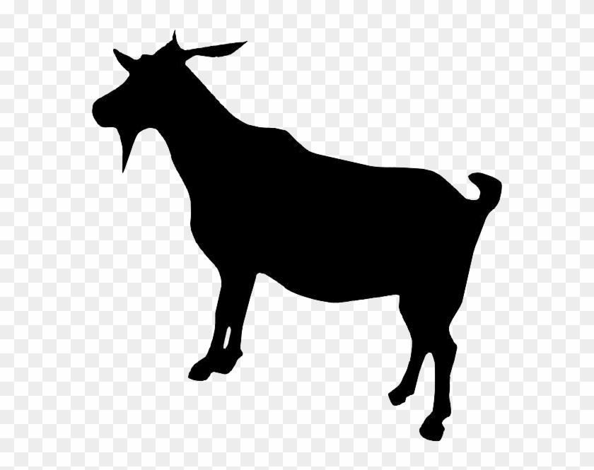 Boer Goat Dorper Cattle - Boer Goat Dorper Cattle #332045