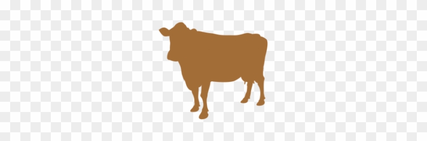 Heifers - Dairy Cow #332191