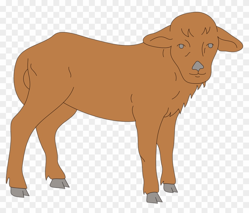 Brown, Standing, Animal, Furry, Hooves, Calf - Calv Clipart #332425