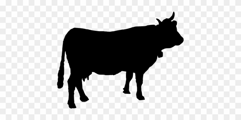 Cattle Cow Cowbell Silhouette Animal Farm - Cow Silhouette #332539