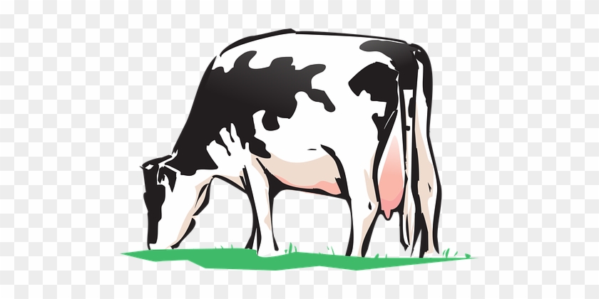 Cow Animal Farm Cow Cow Cow Cow Cow - Cow Drink Water Clipart #332603