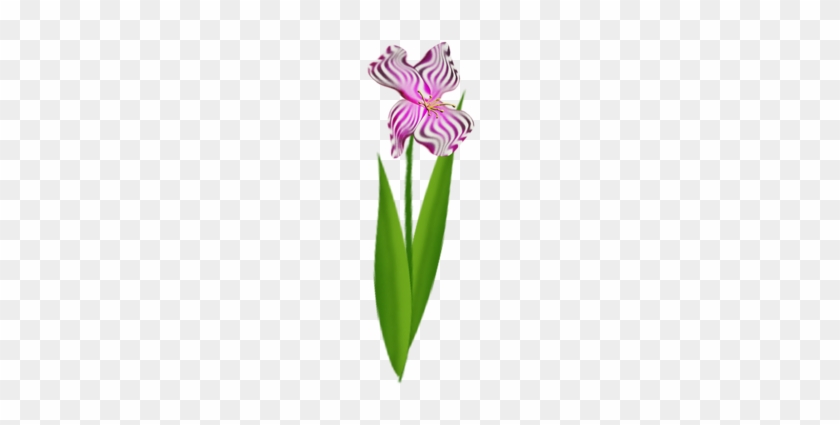 Pink Iris - Iris #332795