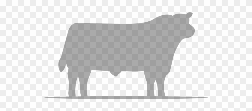 Cow - Cattle #332886