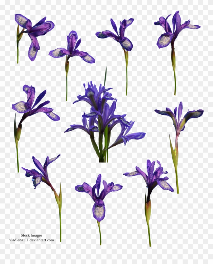 Spring Flowers Png 5 By Vladlena111 - Portable Network Graphics #332899