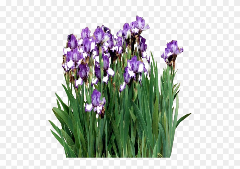 Mauve And White Iris Bed By Lilipilyspirit - Iris Versicolor #332903