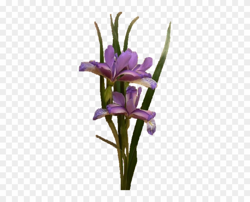 Purple Iris - Oyster #332904