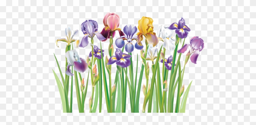 Border Of Multicolor Iris Flowers [преобразованный] - Iris Clipart #332926