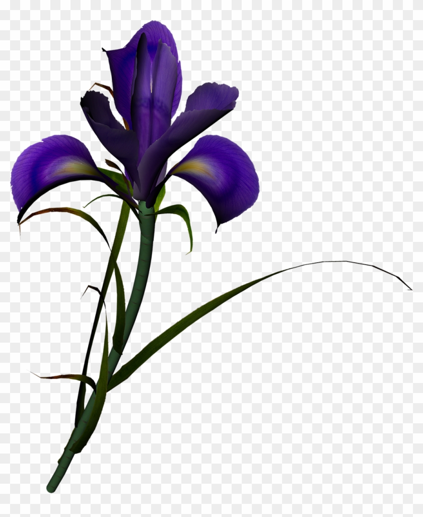 Flower Irises Poppy Clip Art - Flower Irises Poppy Clip Art #332995