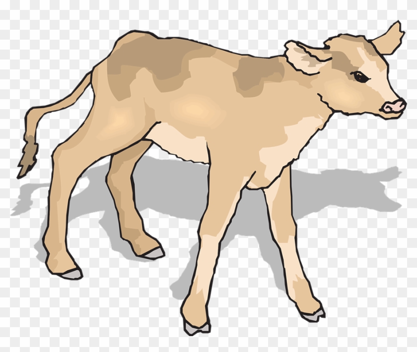 Calf Baby, Shadow, Standing, Animal, Curious, Calf - Calf Clipart #333067
