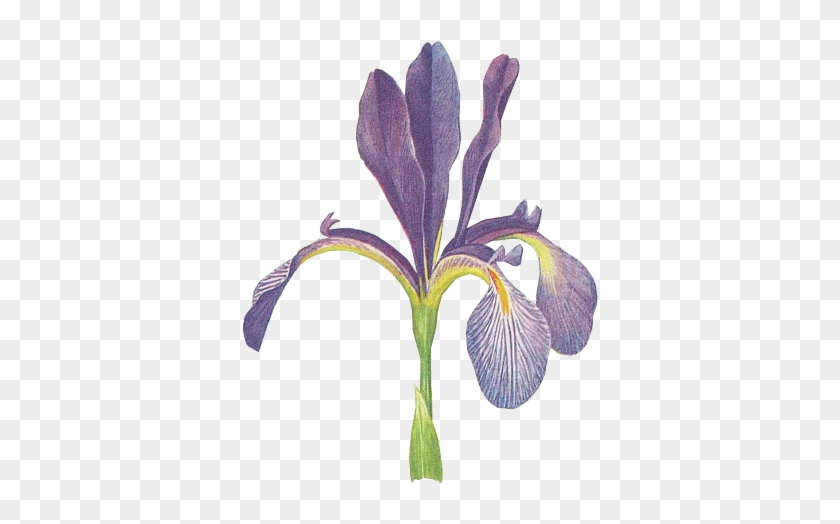 Purple Iris - Iris Ⅱ: New Generation #333093