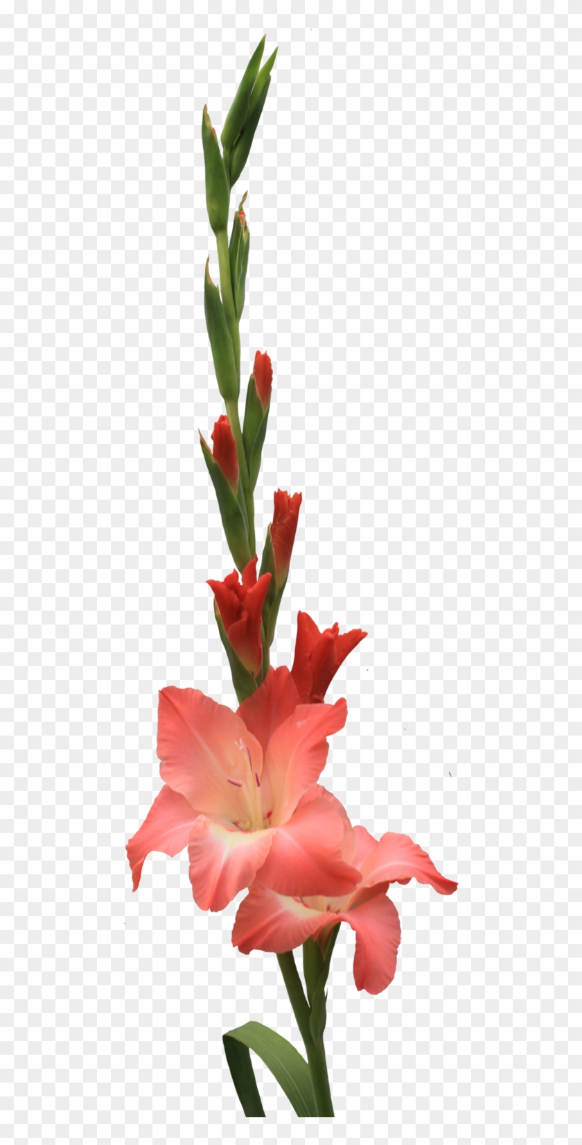 Half Bloomed Gladolia Png By Thy Darkest Hour On Deviantart - Gladiolus #333178