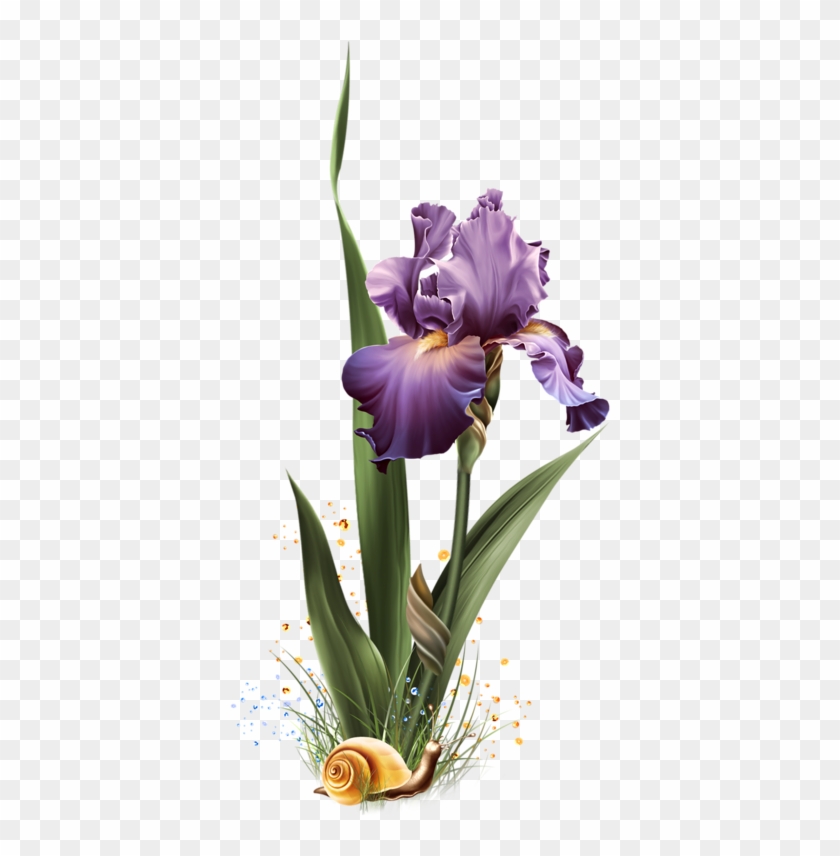 Purple Iris - Orris Root #333183