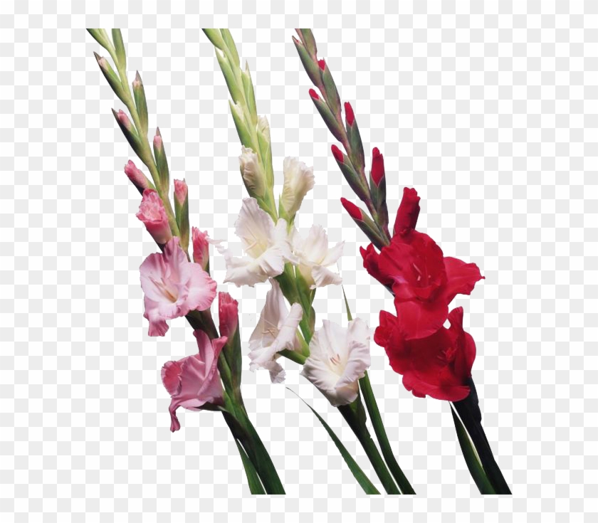 Gladiolus Png File - Gladiolus Buds #333186