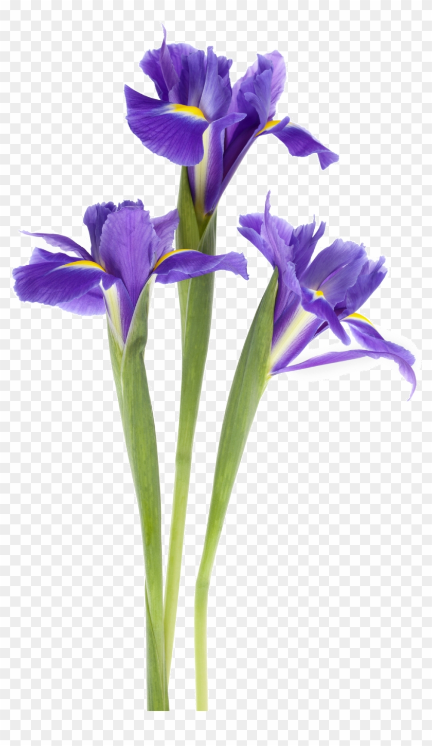 Iris-transparent - Purple Iris Png #333191