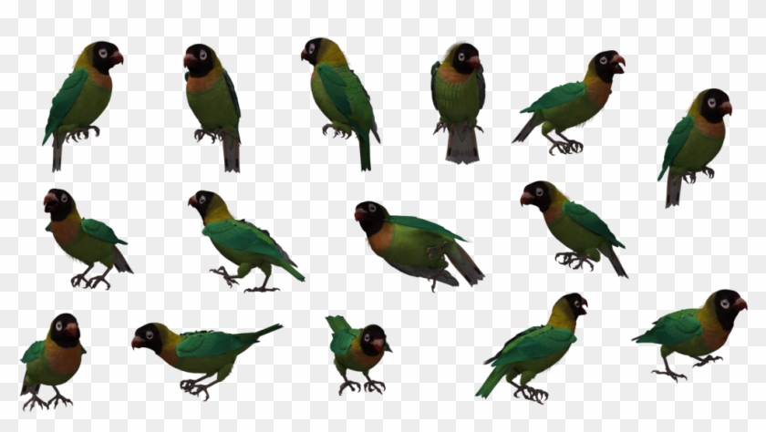 Black Love Bird - Parakeet #333444