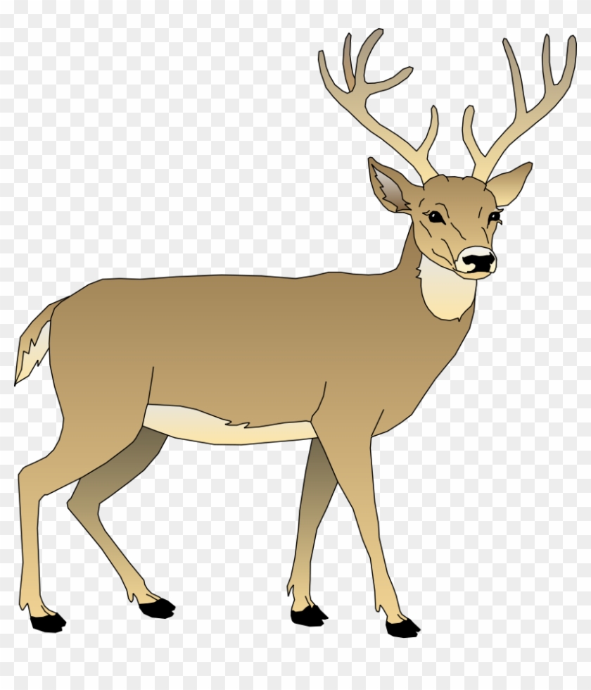 Cartoon Pictures Of Deer - White Tailed Deer Clipart #333981
