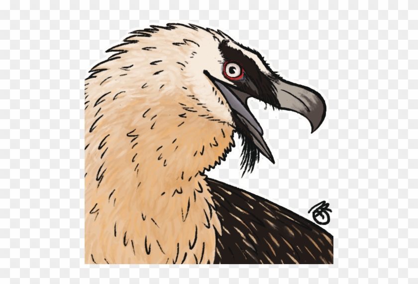 Bearded Vulture Lammergeier Vulture Bird Art Artists - Buzzard #334012