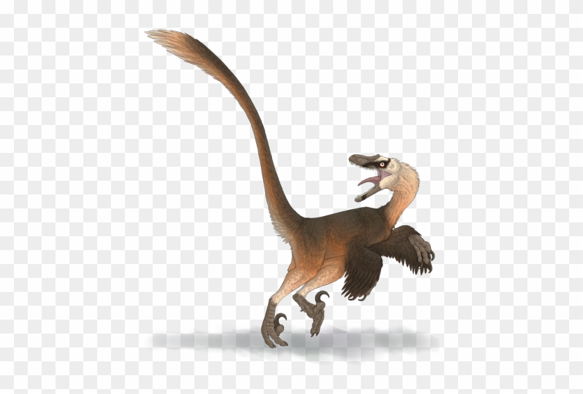 Velociraptor #334019