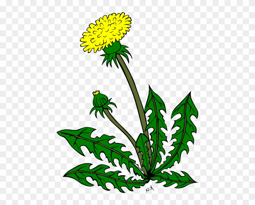 Cartoon Dandelion Flower Clipart Best - Clip Art #334089