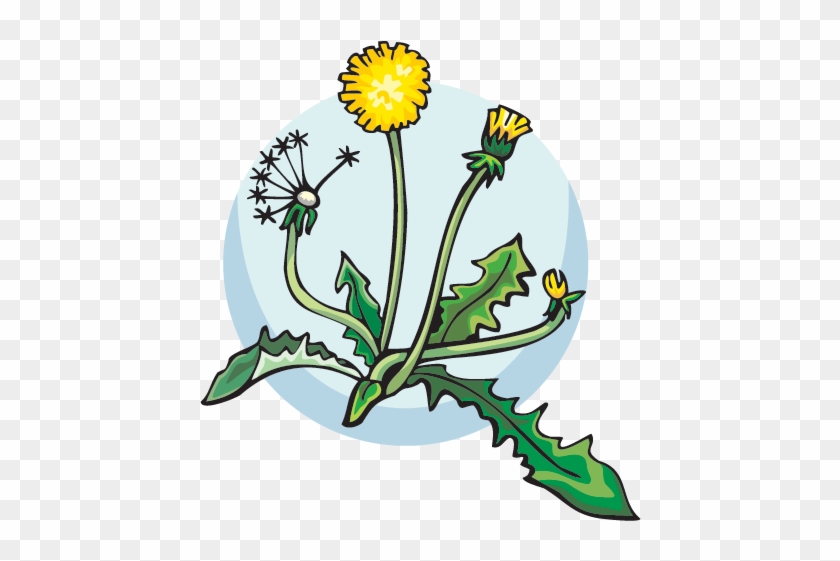 Dandilion - Flower #334196