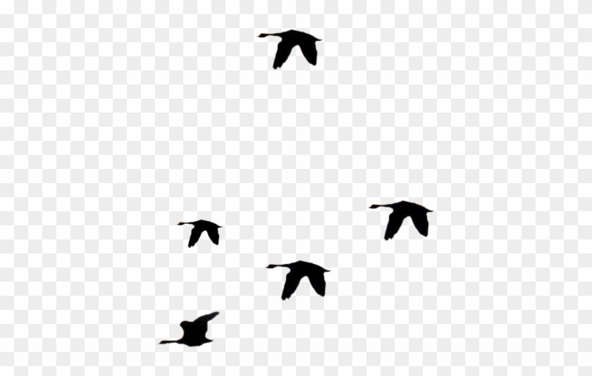 Flying Bird Clip Art Png - Stock #334357