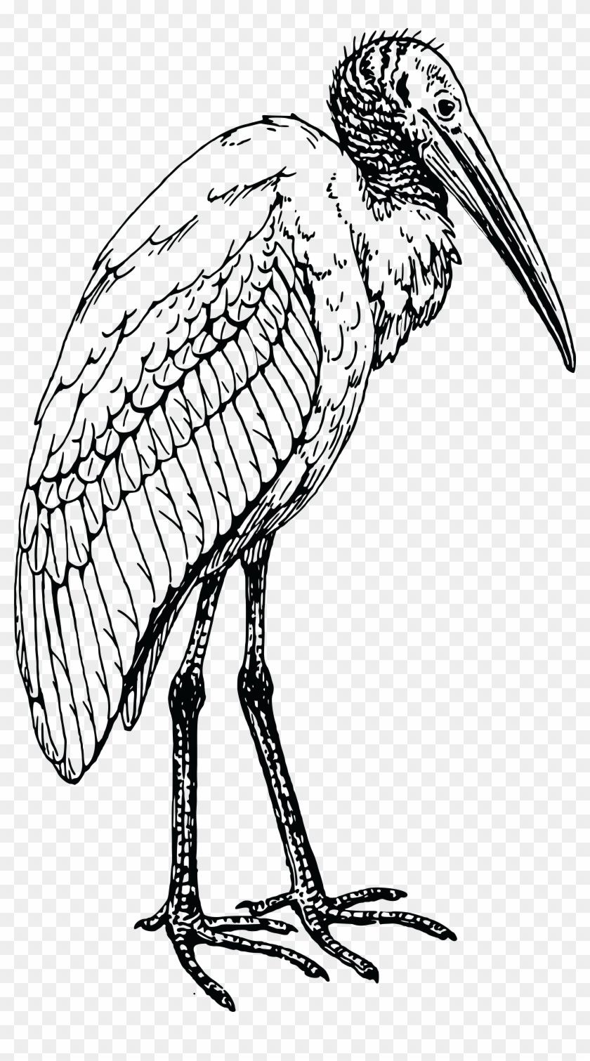 Free Clipart Of A Bird - Wood Stork Line Drawing #334466