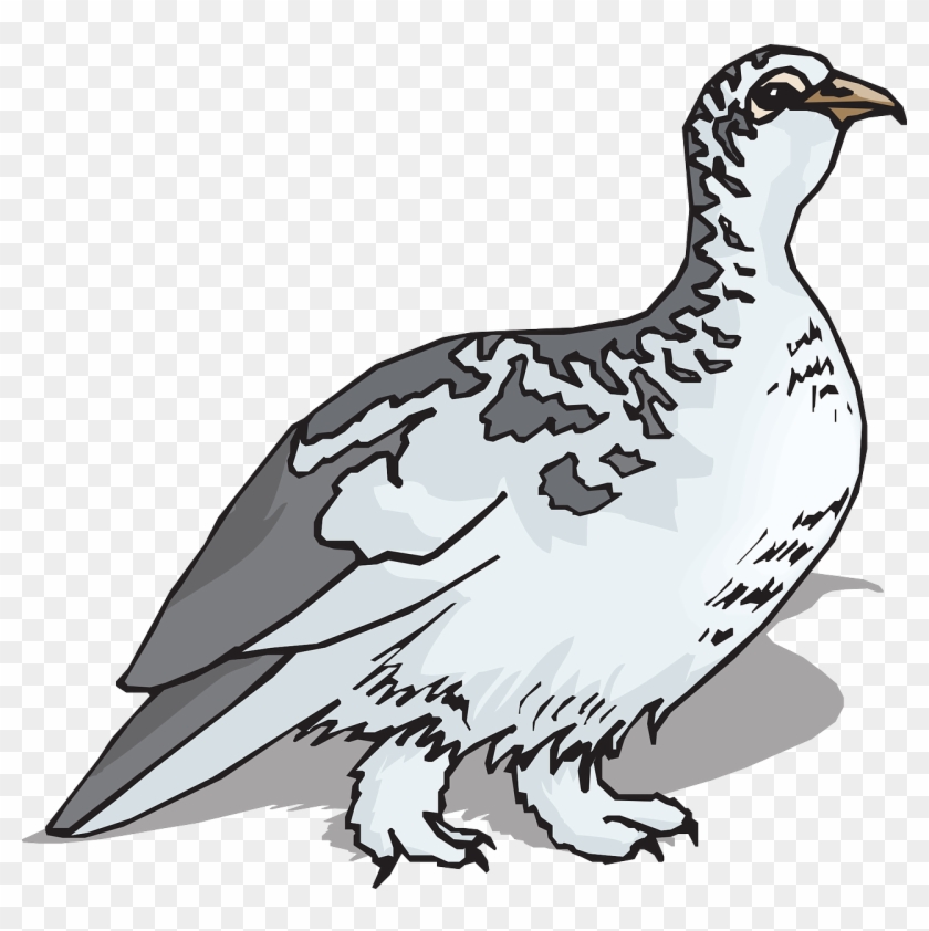 Ptarmigan Bird, Wings, Animal, Feathers, Species, Ptarmigan - Ptarmigan Clipart #334503