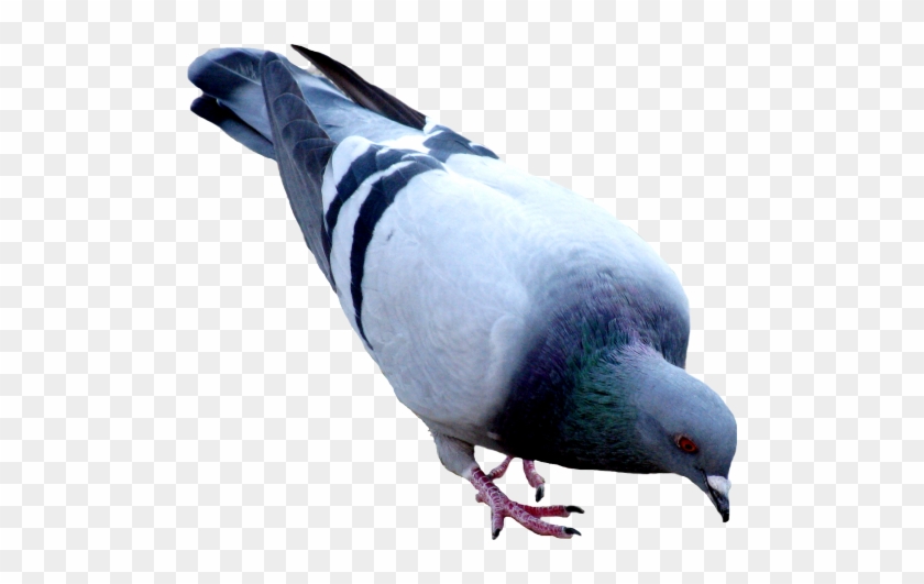 Pigeon Png File - Pigeon Png #334546