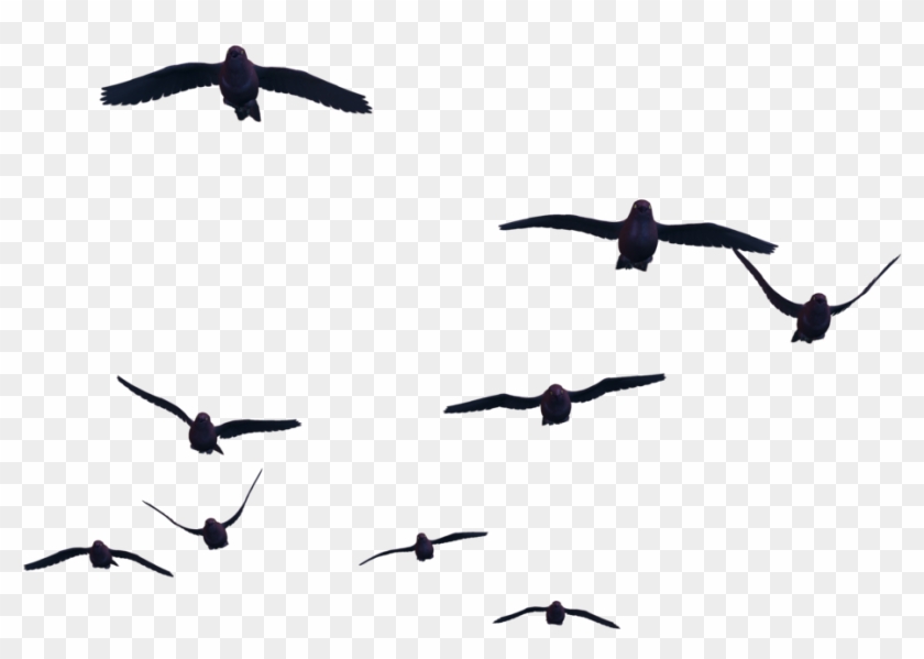 Group Of Birds Png - Birds Png #334552