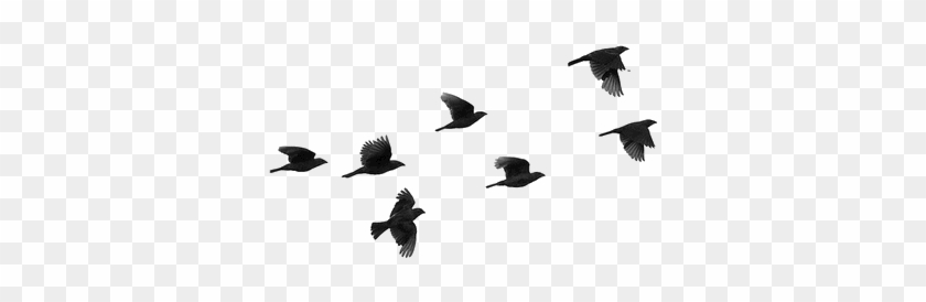 Bird Png - Birds Flying Silhouette #334563