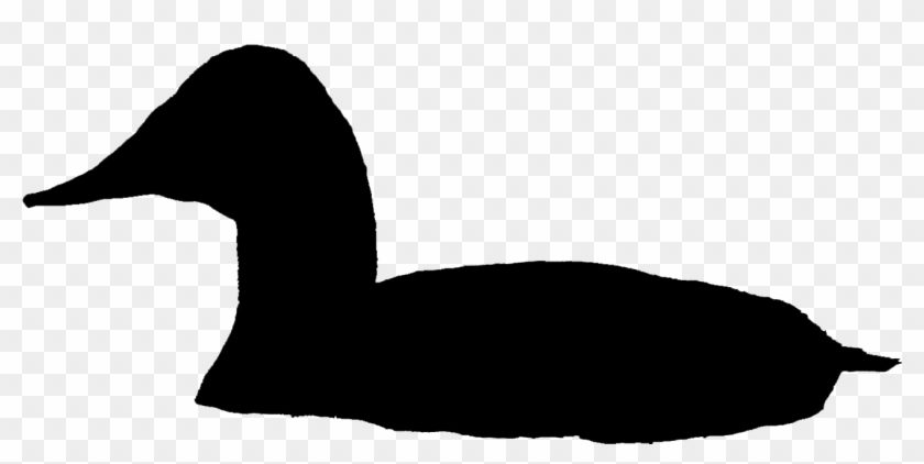 Comments - Common Loon #334643