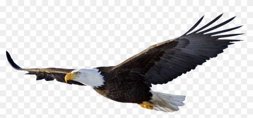 Bald Eagle Flying - Flying Eagle Png #334686