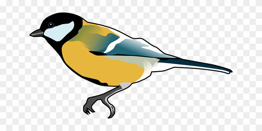 Tomtit Bird Titmouse Tit Ornithology Anima - Tit Clipart #334685