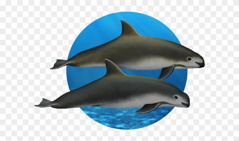 El Mismo Efecto Ha Producido Especies Endémicas Como - Common Bottlenose Dolphin #334810