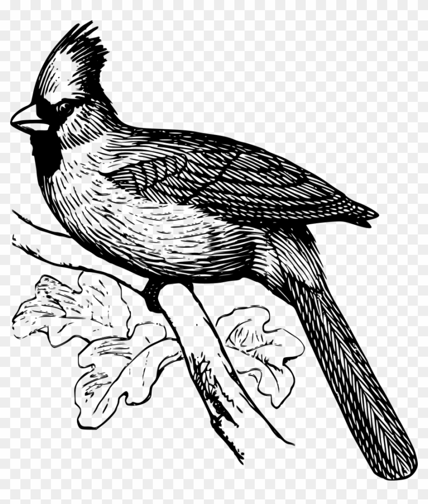 Cardinal Bird - Realistic Cardinal Coloring Pages #334879