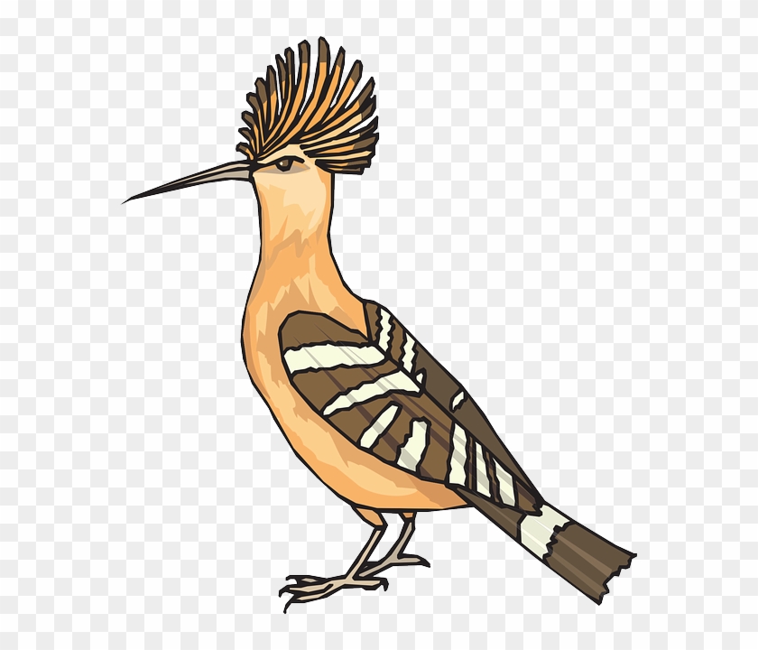 Breed Angry, Bird, Wings, Feathers, Breed - Burung Hud Hud Animasi #334994