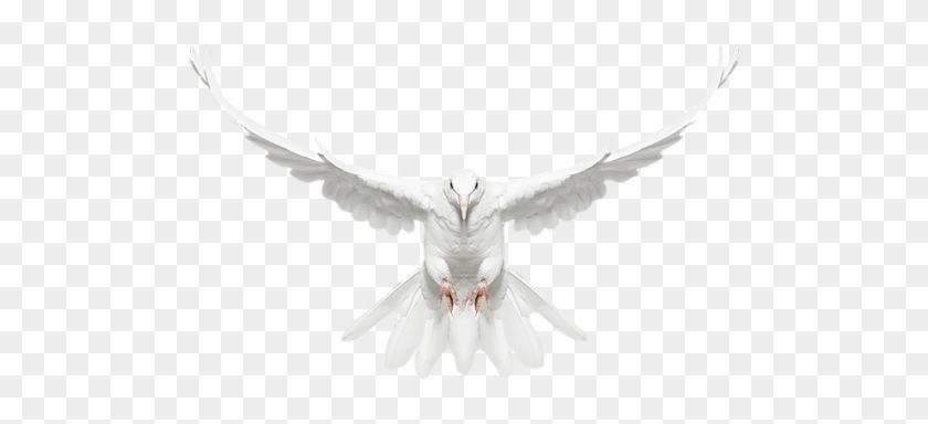 Drawings Of Doves In Flight - Dove Bird Fly Png #335053