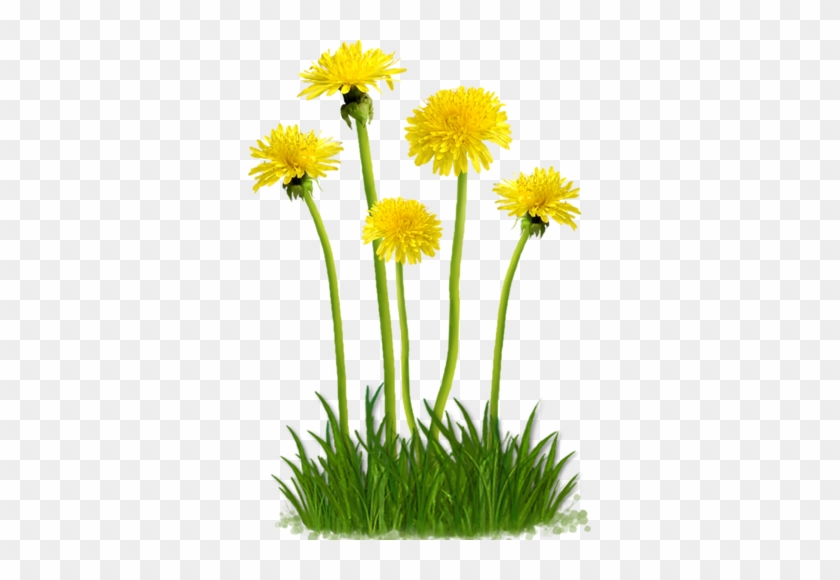 Dandelion Png #335061