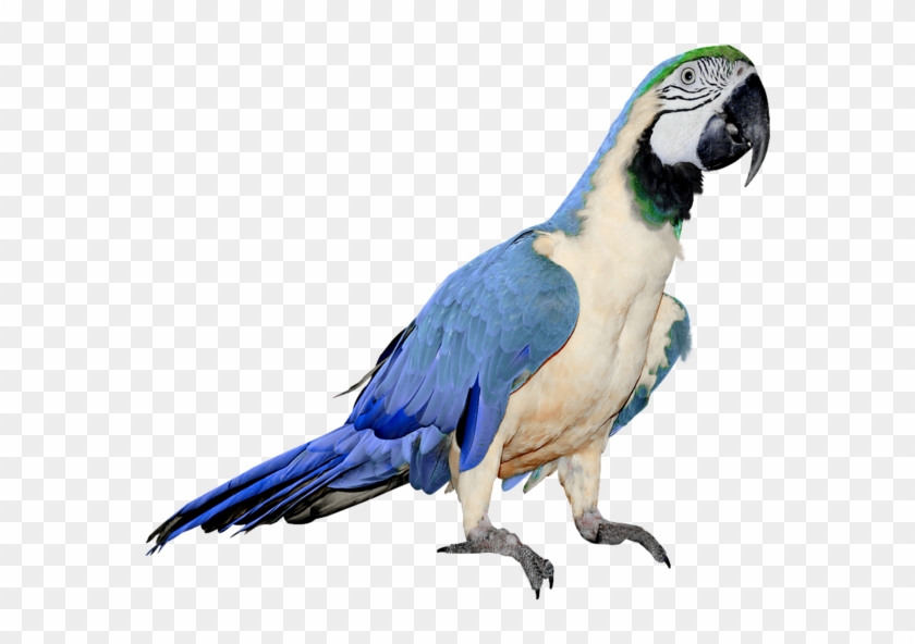 Download Parrot Png Transparent Images Transparent - White And Blue Parrot #335093