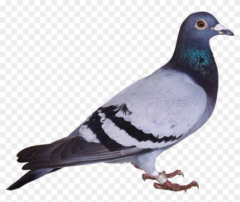 Image - Pigeon Png #335098