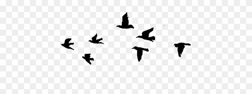 Flying Bird Png Images Transparent Free Download - Flying Birds Gif Transparent #335101