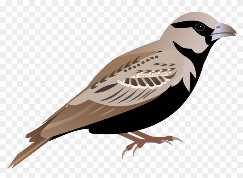 Download Sparrow Png Transparent Images Transparent - Sparrow Clipart Png #335105