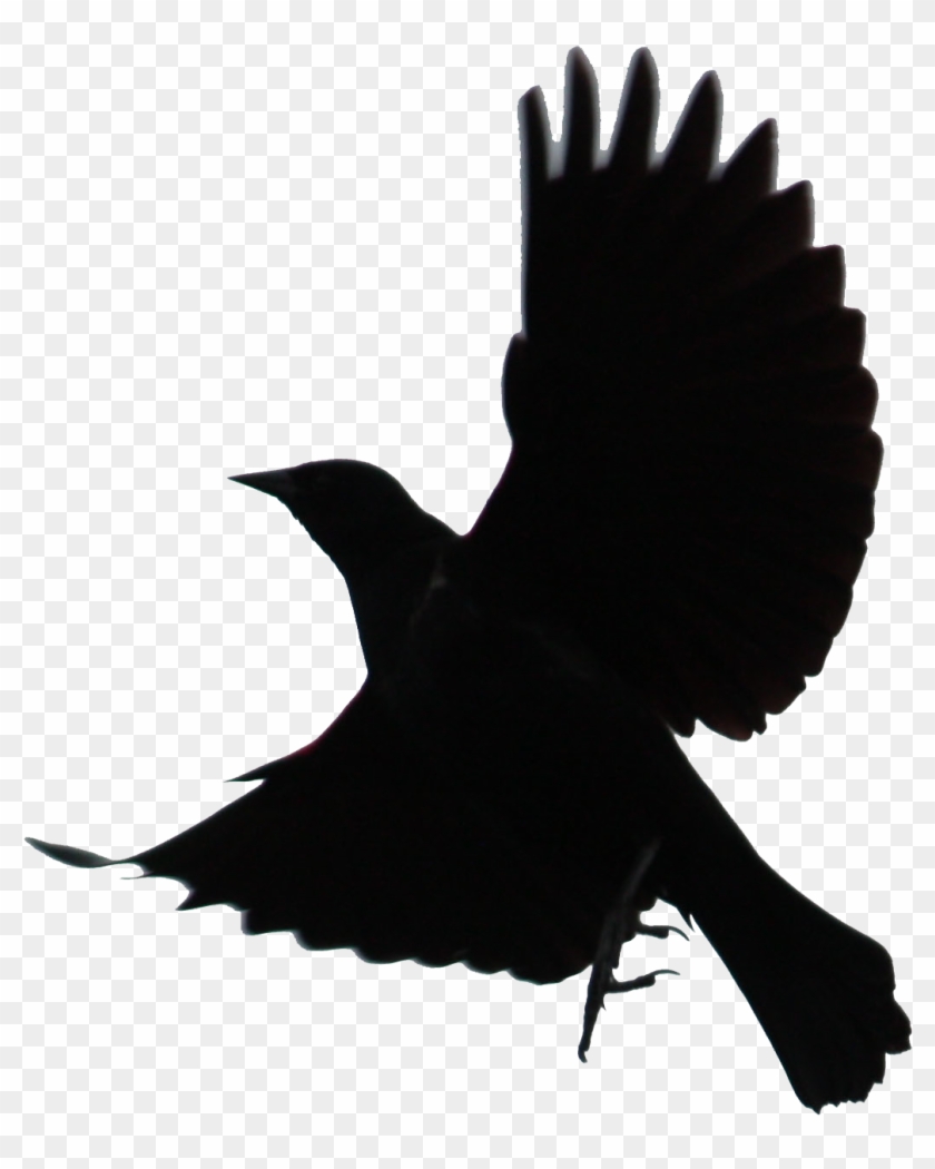 Black Bird Flying - Blackbird In Flight #335110