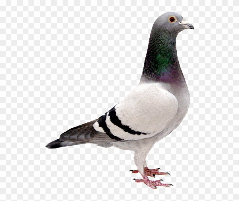 Download Pigeon Png Transparent Images Transparent - Pigeon With No Background #335112