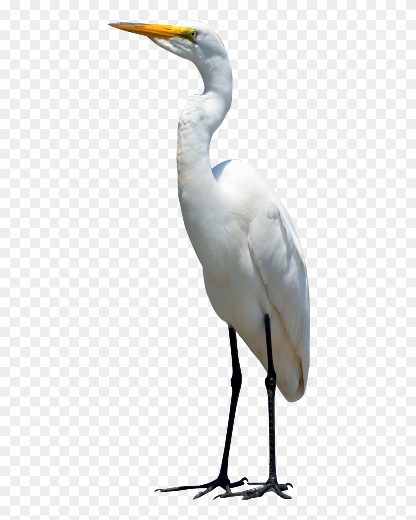 Image - Crane Bird Png #335120